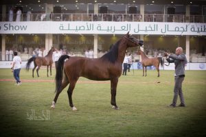 البطولة الوطنية 38