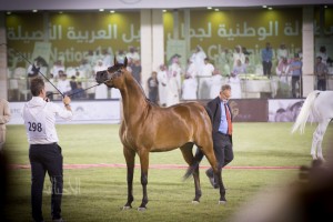 البطولة الوطنية 48