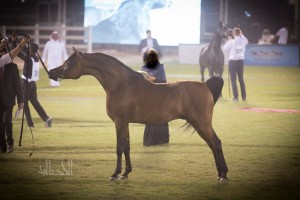 البطولة الوطنية 52