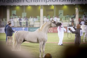 البطولة الوطنية 53