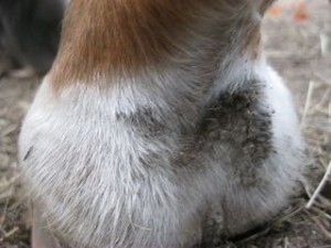 6a00d834529d8769e2017ee7758541970d-320wi