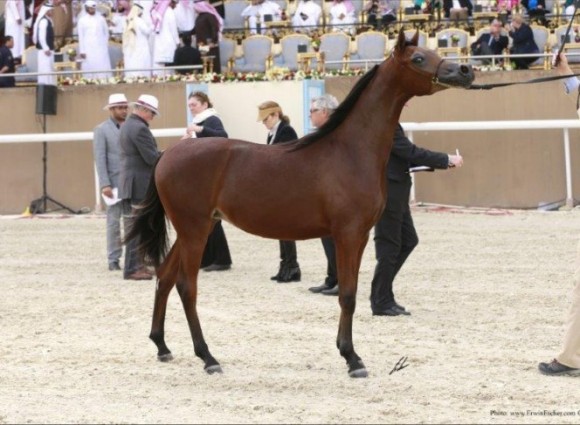 SULTANAT AL SHAQAB (MARWAN AL SHAQAB X OFW MISHAAHL) - سلطانة الشقب