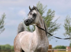 aja-justified- آجا جستفايد