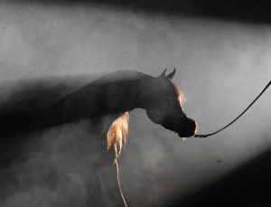  وفاء الخيل العربية الأصيلة