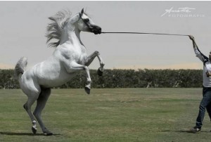 الفحل-العالمي-دي-مراكش