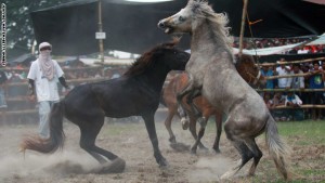 منافسات تقاتل الخيول