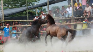 منافسات تقاتل الخيول
