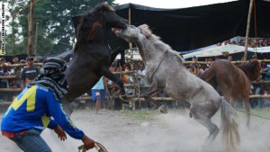 منافسات تقاتل الخيول