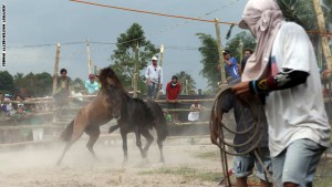 منافسات تقاتل الخيول
