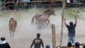 منافسات تقاتل الخيول