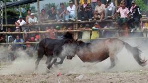 منافسات تقاتل الخيول