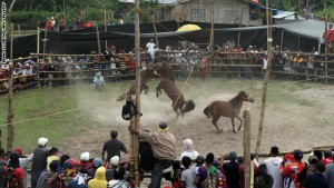 منافسات تقاتل الخيول