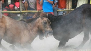 منافسات تقاتل الخيول