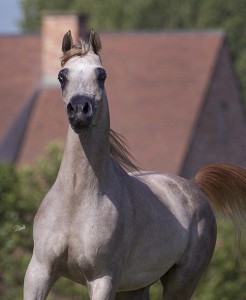 المهر تاج الفياض ابن الفحل فياض الفياض