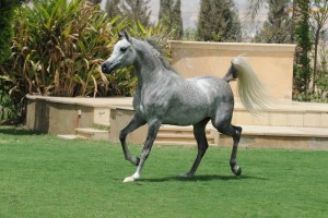 بارز الفريده (امبريال بارز x نور صقر)