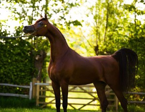 المهر كادنسي البطل الذهبي - مملوك لمربط الصقران