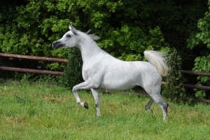 وداد زماني (لهيب x زينا البراق)