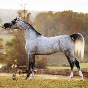 dakar el jamaal 2 533-1-01_C1-1