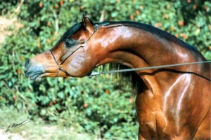 jamaal_pescoco2_P1_C1