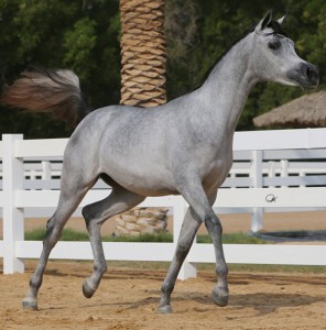 شيخة الدانات (شامخ الدانات x بدره الدانات)