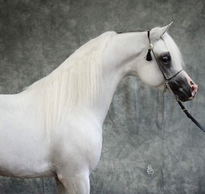 آجا اندرياس ابن الفحل دبليو اتش جستس