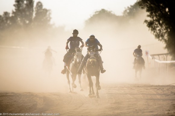 ماراثون الأصيل للخيل العربية الأصيلة