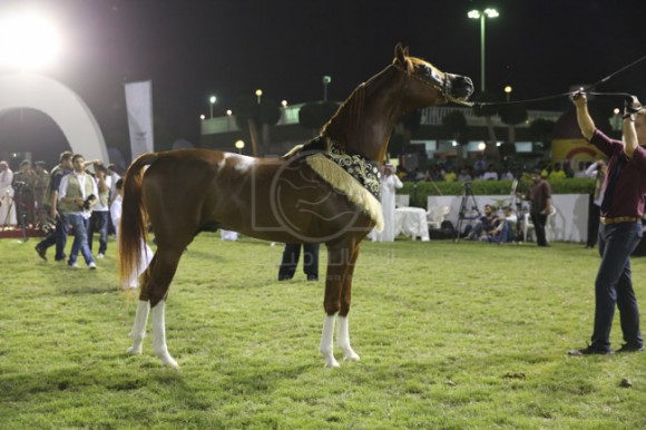 36الصواري مكة المكرم جدة -