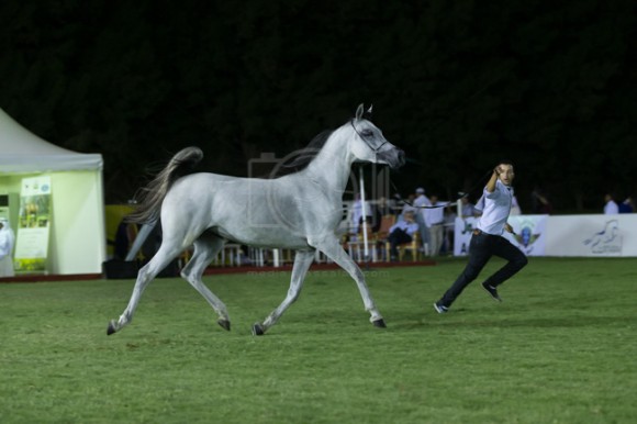 بطولة مكة الدولية  جدة - الصواري
