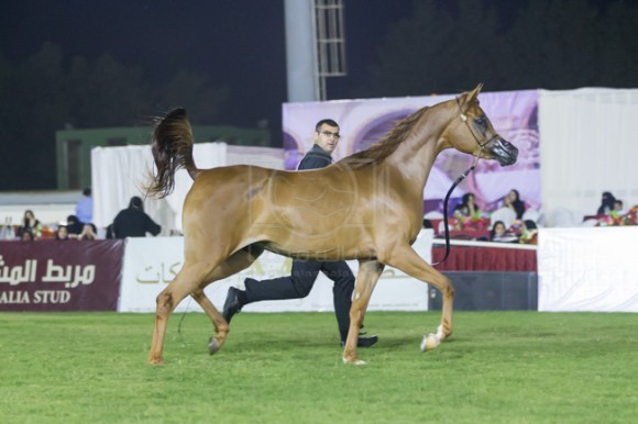 بطولة مكة الدولية  جدة - الصواري