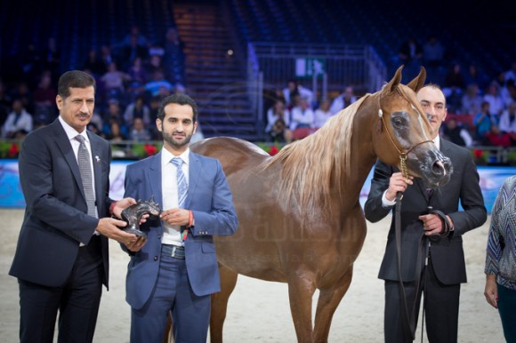 المهرة ديلايتس ديفاه