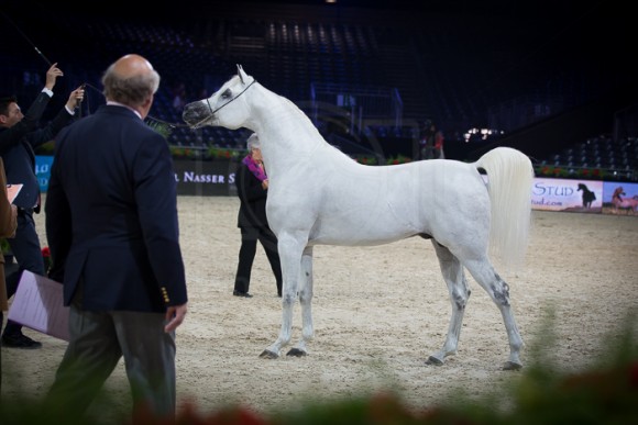 منتصر الزبير