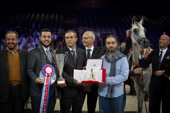 PUSTYNA KAHILA (KAHIL AL SHAQAB x PUSTYNA MALWA) – STADNINA KONI MICHALOW – PL
