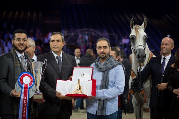 MOZN AL BIDAYER مزن البداير (S.M.A. MAGIC ONE x MATTAHARII) – Al Bidayer Stud – UEA