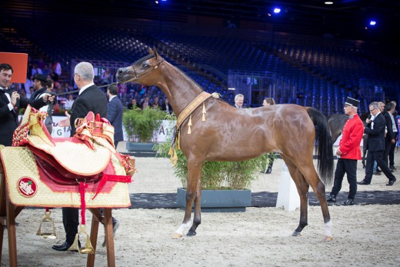 REWAYAH ATHBAH رواية عذبه (EKS ALIHANDRO x FEDORA RG) – Athbah Stud – KSA
