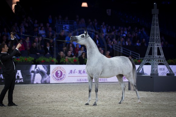 D SHAHLA  دي شهلا (MARAJJ  x FT SHAELLA) – Dubai Stud – UEA