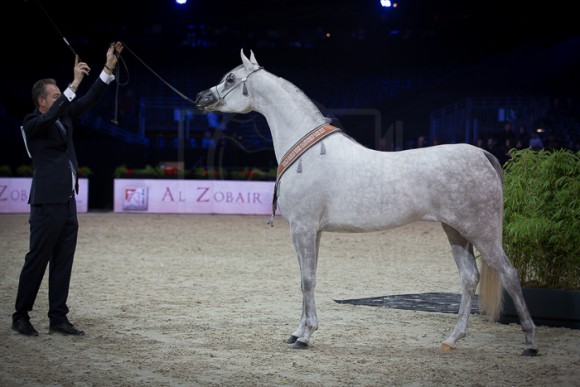 BINT HAZY AL KHALEDIAH بنت هاذي الخالدية ( EL PALACIO VO x HAZY AL KHALEDIAH) – AL KHALEDIAH – KSA