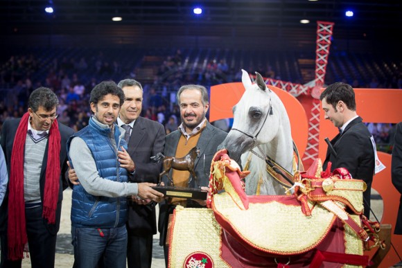 NAJDAH AL ZOBAIR (MARWAN AL SHAQAB x JFN BINT LUDHAN) – Al Zobair Stud – AE