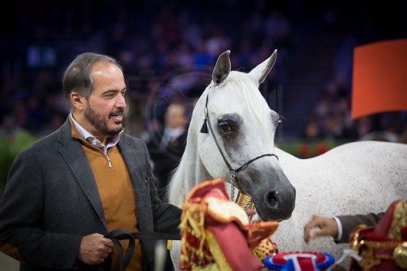 SALWA AL ZOBAIR  سلوى االزبير ( MARAJJ x ESKLAWA) – Al Zobair Stud – AE