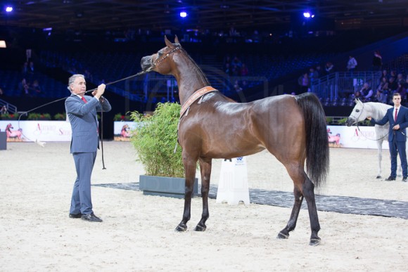 ABHA QALAMS ابها كالمس (ALFABIA DAMASCUS x ABHA MUDIRA) – Al Shahaniah – QA