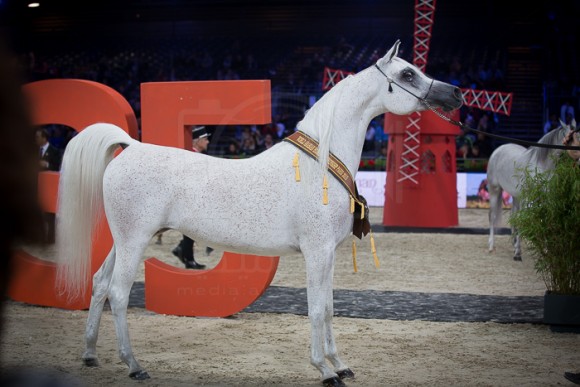 SALWA AL ZOBAIR  سلوى االزبير ( MARAJJ x ESKLAWA) – Al Zobair Stud – AE