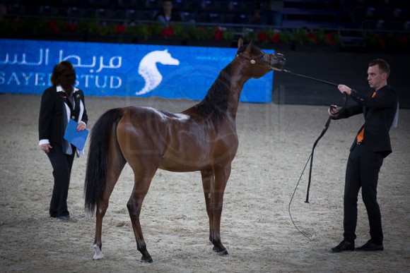 LUIGI  لويجي (KANZ ALBIDAYER x LOLITA) – Al Shahannyah Stud – QA