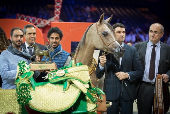 GHAZWAN ALJASSIMYA (MARWAN AL SHAQAB x ATHINA EL JAMAAL) – Al Jassimya Farm – QA