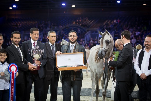 AJ AZZAM ع ج عزام ( AJ MARDAN x YSADORA) – Ajman Stud – AE