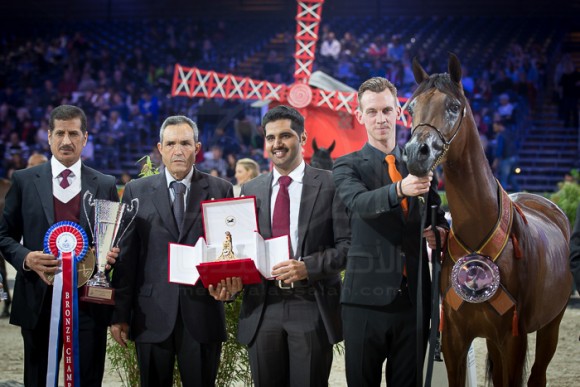 ALEXXANDERR الكساندر (EXCALIBUR EA x  AR MOST IRRESISTIBLE) – Al Sayed Stud – KSA