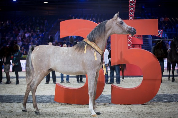 AJ AZZAM ع ج عزام ( AJ MARDAN x YSADORA) – Ajman Stud – AE