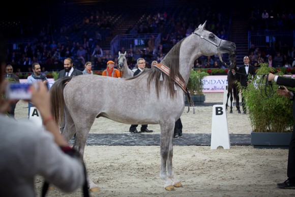 ALEXXANDERR الكساندر (EXCALIBUR EA x  AR MOST IRRESISTIBLE) – Al Sayed Stud – KSA
