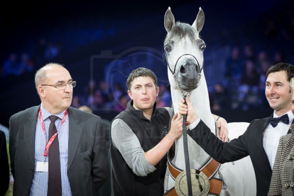 PUSTYNA KAHILA (KAHIL AL SHAQAB x PUSTYNA MALWA) – STADNINA KONI MICHALOW – PL
