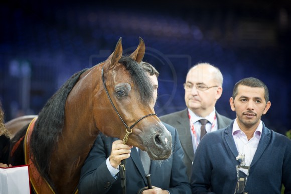 GALLARDO J  (EMERALD J x  GOMERA J) – Ajman Stud