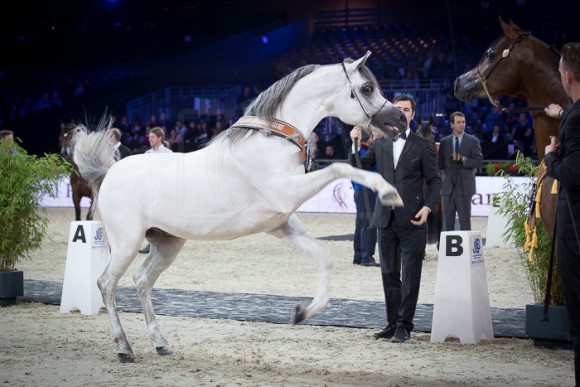 EQUIBORN KA (QR MARC x ESPADRILLA) – KNOCKE ARABIANS