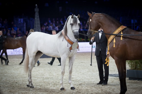 EQUIBORN KA (QR MARC x ESPADRILLA) – KNOCKE ARABIANS